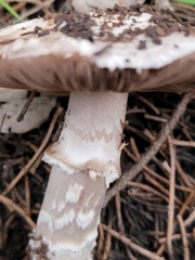 Agaricus benesii