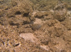 Plectroglyphidodon marginatus