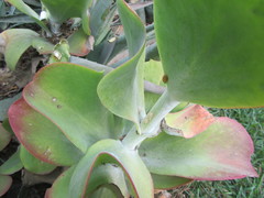 Anthene livida livida