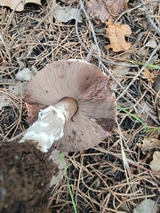 Agaricus benesii