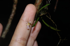 Ionopsis satyrioides