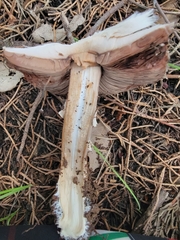 Agaricus benesii