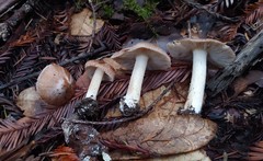 Inocybe brunnescens