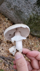 Pseudochitonia