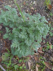 Artemisia absinthium