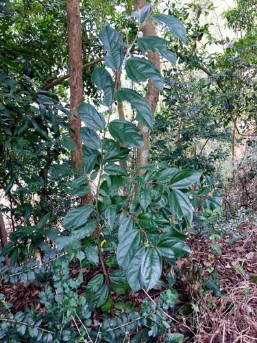 Celtis timorensis