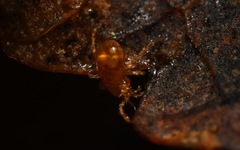 Pergamasus