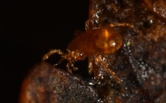 Pergamasus