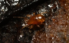 Pergamasus