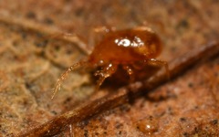 Pergamasus