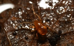 Pergamasus