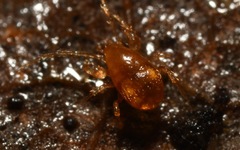 Pergamasus