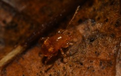 Pergamasus