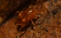 Pergamasus