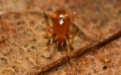 Pergamasus