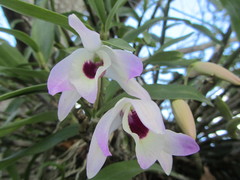Dendrobium nobile