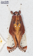 Bertholdia flavidorsata