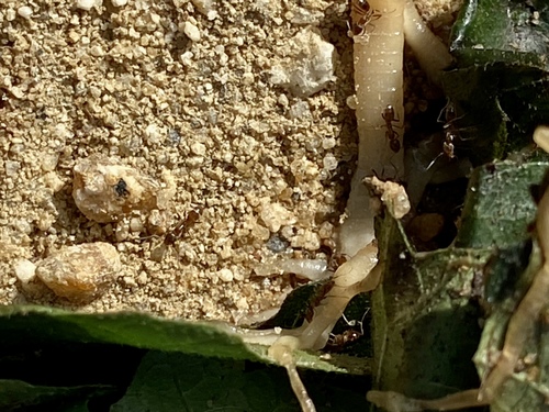 iNaturalist observation photo of Argentine Ant
