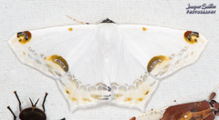 Sericoptera mahometaria