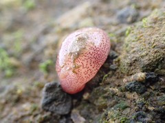 Gastropteron pacificum