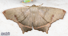 Euclysia carneata