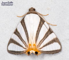 Eulepidotis preclara