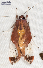 Bertholdia flavidorsata