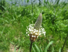 Plantago lanceolata