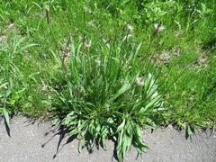 Plantago lanceolata