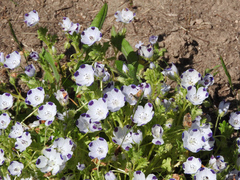 Nemophila maculata
