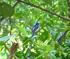 Hemipus hirundinaceus