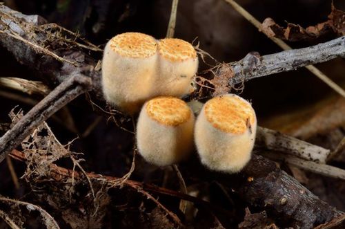 common bird's nest fungus