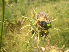 Protaetia cuprea ignicollis