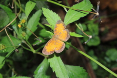 Mazia amazonica