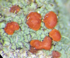 Ramboldia gowardiana