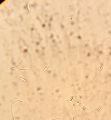 Ramboldia gowardiana