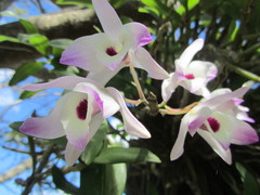 Dendrobium nobile