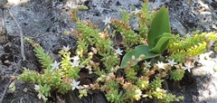 Sedum potosinum