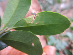 Phytomyza opacae