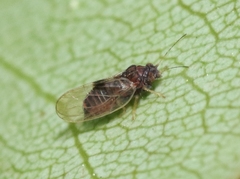 Cacopsylla pyricola