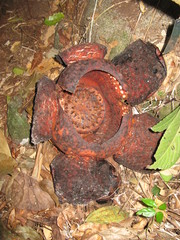 Rafflesia tuan-mudae