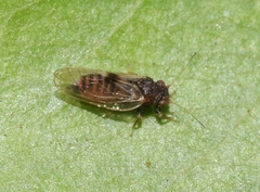 Cacopsylla pyricola