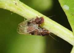 Cacopsylla pyricola