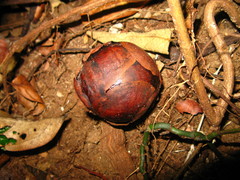 Rafflesia tuan-mudae