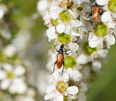 Lepturidea deplanchei