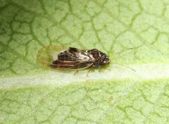 Cacopsylla pyricola
