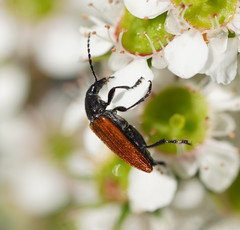 Lepturidea deplanchei