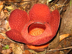 Rafflesia tuan-mudae
