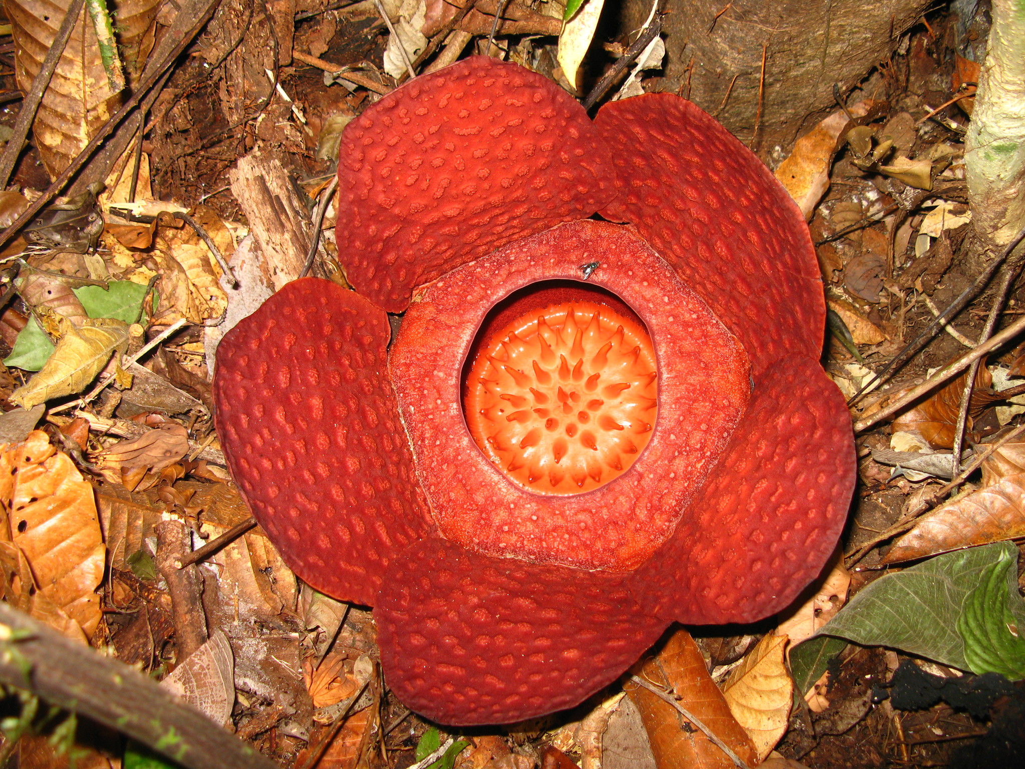 Rafflesiaceae