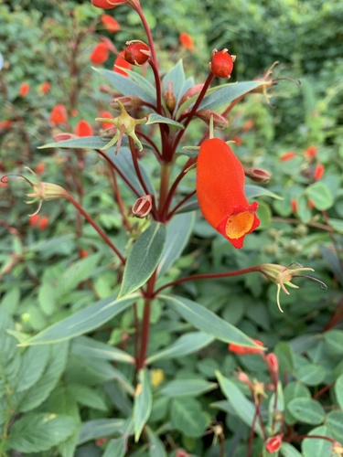 Seemannia sylvatica